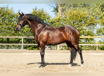 PRE Mestizo, Caballo castrado, 9 años, 165 cm, Castaño