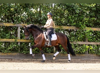 PRE Mestizo, Caballo castrado, 9 años, 165 cm, Castaño