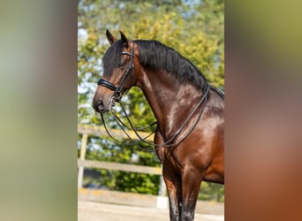 PRE Mestizo, Caballo castrado, 9 años, 165 cm, Castaño