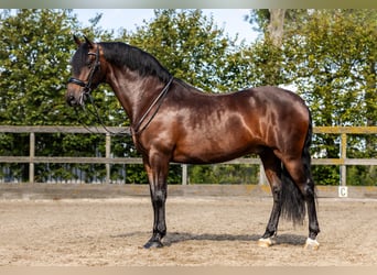 PRE Mestizo, Caballo castrado, 9 años, 165 cm, Castaño