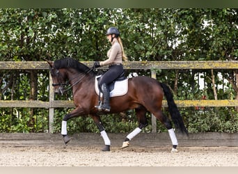 PRE Mestizo, Caballo castrado, 9 años, 165 cm, Castaño