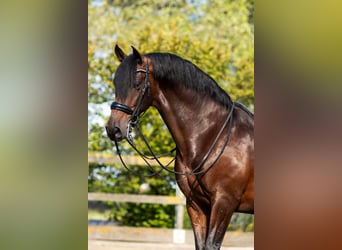 PRE Mestizo, Caballo castrado, 9 años, 165 cm, Castaño