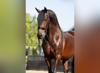 PRE Mestizo, Caballo castrado, 9 años, 165 cm, Castaño