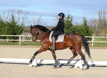 PRE Mestizo, Caballo castrado, 9 años, 165 cm, Castaño