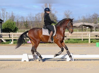 PRE Mestizo, Caballo castrado, 9 años, 165 cm, Castaño