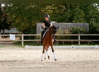 PRE Mestizo, Caballo castrado, 9 años, 165 cm, Castaño