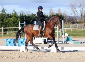 PRE Mestizo, Caballo castrado, 9 años, 165 cm, Castaño