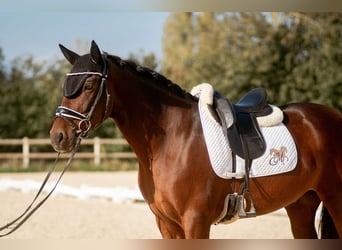 PRE Mestizo, Caballo castrado, 9 años, 165 cm, Castaño