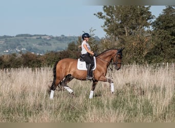 PRE Mestizo, Caballo castrado, 9 años, 165 cm, Castaño