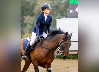 PRE, Caballo castrado, 9 años, 165 cm, Castaño