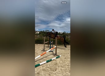 PRE, Caballo castrado, 9 años, 165 cm, Castaño