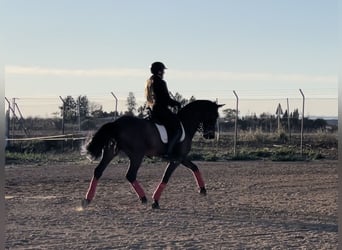 PRE Mestizo, Caballo castrado, 9 años, 165 cm, Castaño oscuro