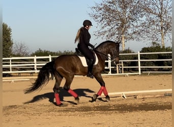 PRE Mestizo, Caballo castrado, 9 años, 165 cm, Castaño oscuro