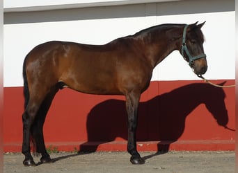 PRE Mestizo, Caballo castrado, 9 años, 165 cm, Castaño oscuro