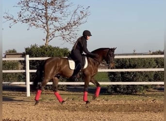 PRE Mestizo, Caballo castrado, 9 años, 165 cm, Castaño oscuro