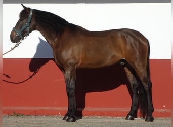 PRE Mestizo, Caballo castrado, 9 años, 165 cm, Castaño oscuro