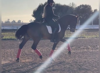 PRE Mestizo, Caballo castrado, 9 años, 165 cm, Castaño oscuro