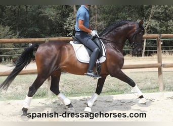 PRE Mestizo, Caballo castrado, 9 años, 165 cm, Castaño oscuro