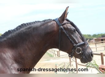 PRE Mestizo, Caballo castrado, 9 años, 165 cm, Castaño oscuro
