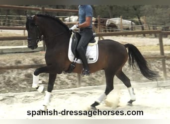 PRE Mestizo, Caballo castrado, 9 años, 165 cm, Castaño oscuro