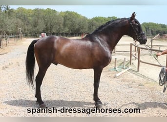 PRE Mestizo, Caballo castrado, 9 años, 165 cm, Castaño oscuro