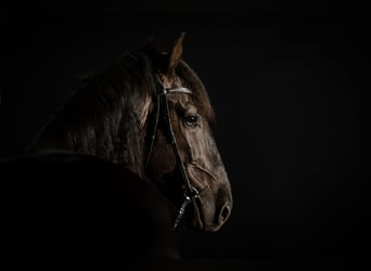PRE, Caballo castrado, 9 años, 165 cm, Morcillo