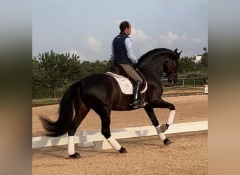 PRE Mestizo, Caballo castrado, 9 años, 165 cm, Negro