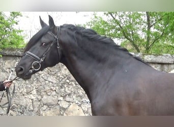 PRE Mestizo, Caballo castrado, 9 años, 165 cm, Negro