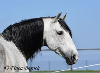 PRE Mestizo, Caballo castrado, 9 años, 165 cm, Tordo