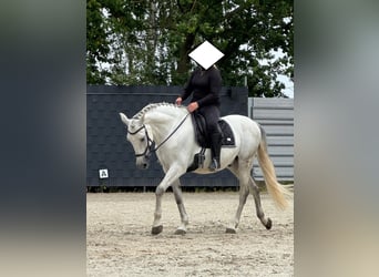PRE Mestizo, Caballo castrado, 9 años, 165 cm, Tordo