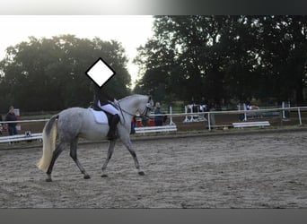 PRE Mestizo, Caballo castrado, 9 años, 165 cm, Tordo
