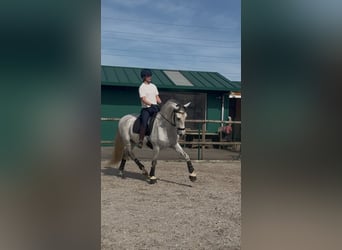 PRE, Caballo castrado, 9 años, 165 cm, Tordo