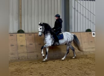 PRE Mestizo, Caballo castrado, 9 años, 165 cm, Tordo rodado