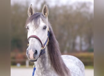 PRE Mestizo, Caballo castrado, 9 años, 165 cm, Tordo rodado