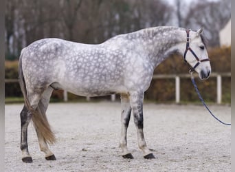 PRE Mestizo, Caballo castrado, 9 años, 165 cm, Tordo rodado