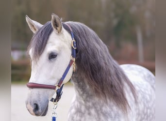 PRE Mestizo, Caballo castrado, 9 años, 165 cm, Tordo rodado