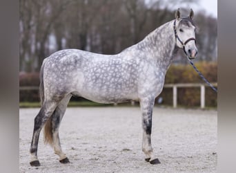 PRE Mestizo, Caballo castrado, 9 años, 165 cm, Tordo rodado