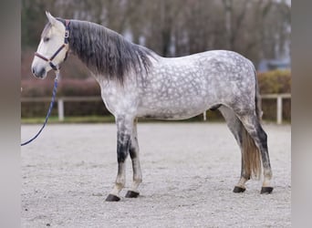 PRE Mestizo, Caballo castrado, 9 años, 165 cm, Tordo rodado