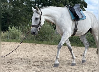 PRE Mestizo, Caballo castrado, 9 años, 165 cm, Tordo