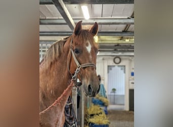 PRE Mestizo, Caballo castrado, 9 años, 166 cm, Alazán-tostado