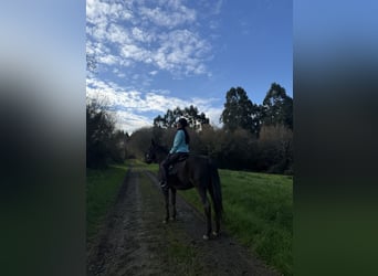 PRE, Caballo castrado, 9 años, 166 cm, Castaño oscuro