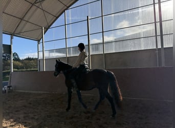 PRE, Caballo castrado, 9 años, 166 cm, Castaño oscuro
