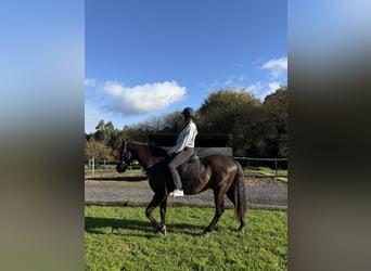 PRE, Caballo castrado, 9 años, 166 cm, Castaño oscuro