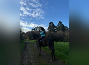 PRE, Caballo castrado, 9 años, 166 cm, Castaño oscuro