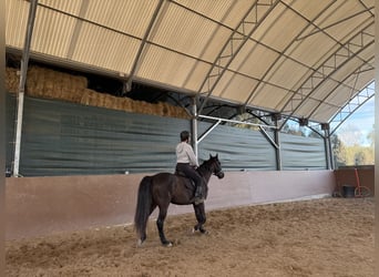 PRE, Caballo castrado, 9 años, 166 cm, Castaño oscuro