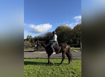 PRE, Caballo castrado, 9 años, 166 cm, Castaño oscuro