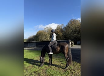 PRE, Caballo castrado, 9 años, 166 cm, Castaño oscuro