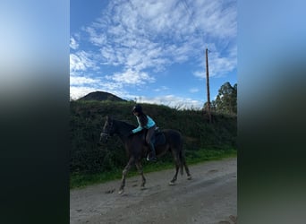 PRE, Caballo castrado, 9 años, 166 cm, Castaño oscuro