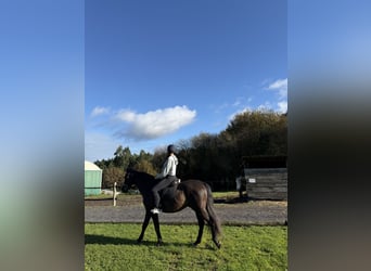 PRE, Caballo castrado, 9 años, 166 cm, Castaño oscuro