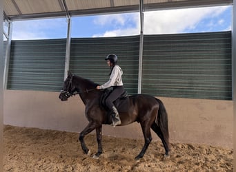 PRE, Caballo castrado, 9 años, 166 cm, Castaño oscuro